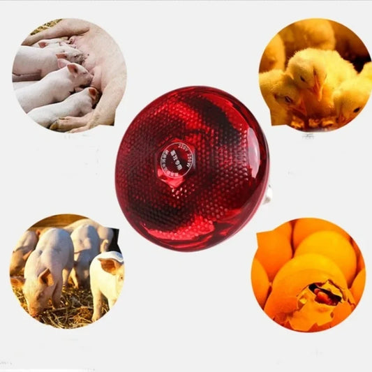 Durable Poultry Heating Lamp Breeding Bulb High Quality E27 100/150/250/275W LED Light Pet Brooder Hatch Chick Heater Bulb