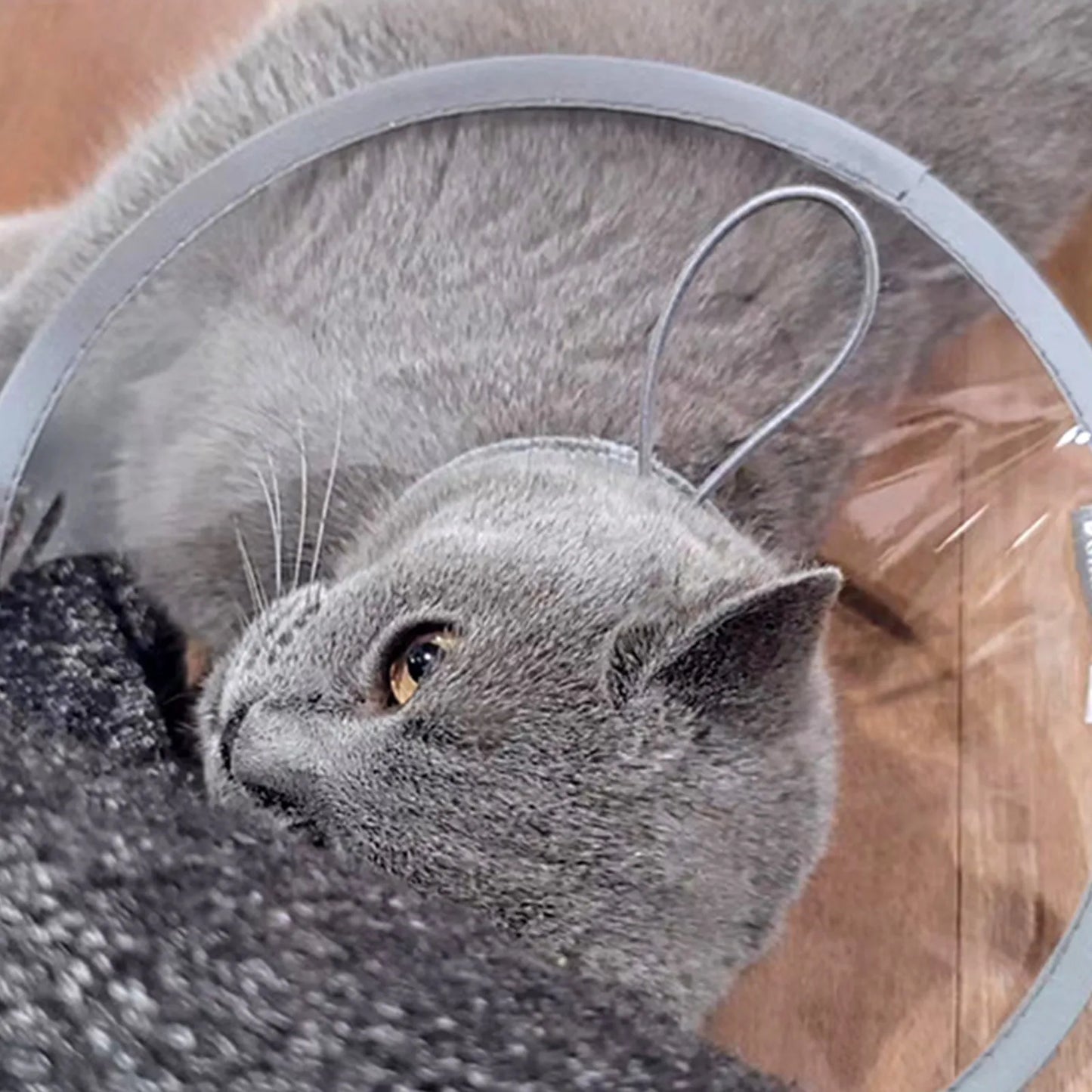 Soft Cat Recovery Collar Protective Adjustable Pet Cone Collar For After Surgery Comfortable Lightweight Elizabethan Collar