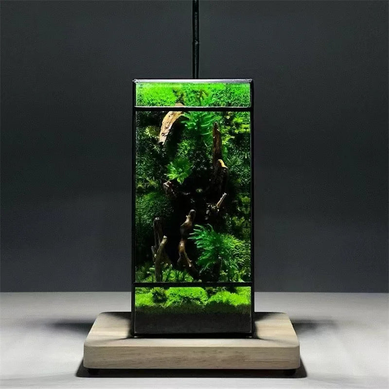 Mini Rainforest Fern Moss Ecological Square Shape Geometric Glass Terrarium Tabletop Plant Glass Vase Container Table Greenhouse