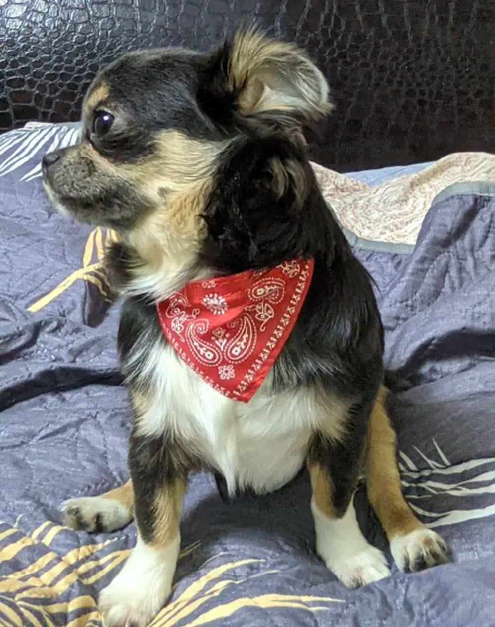 Cute Printed Bandana Cat Collar Puppy Dog Cat Scarf Collar Adjustable Triangular Pet Bandana Collar for Kittens Small Animals
