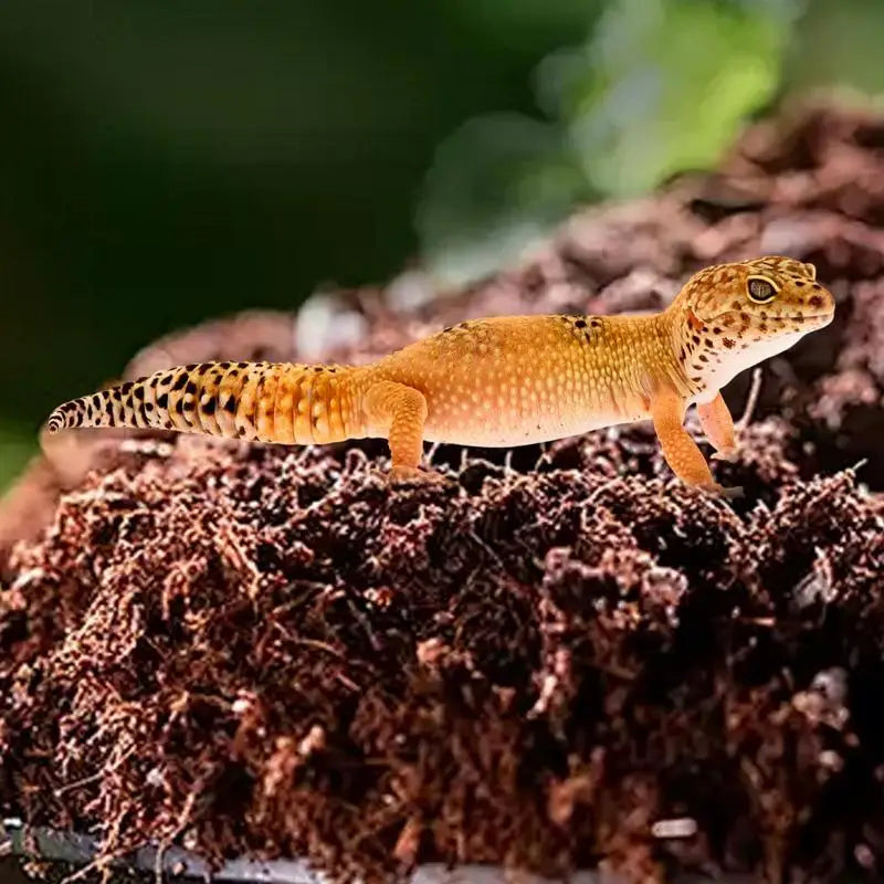 Coco Coir Brick Compressed Coco Fiber Substrate Snake Bedding Reptile Tank Accessories Landscaping Mulch For Geckos Tortoises