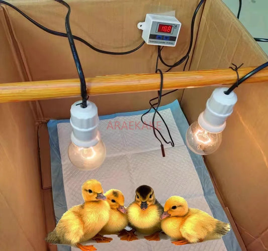 Duck insulation box, chick rearing box, automatic temperature control light, constant temperature bird, chicken, duck, goose,