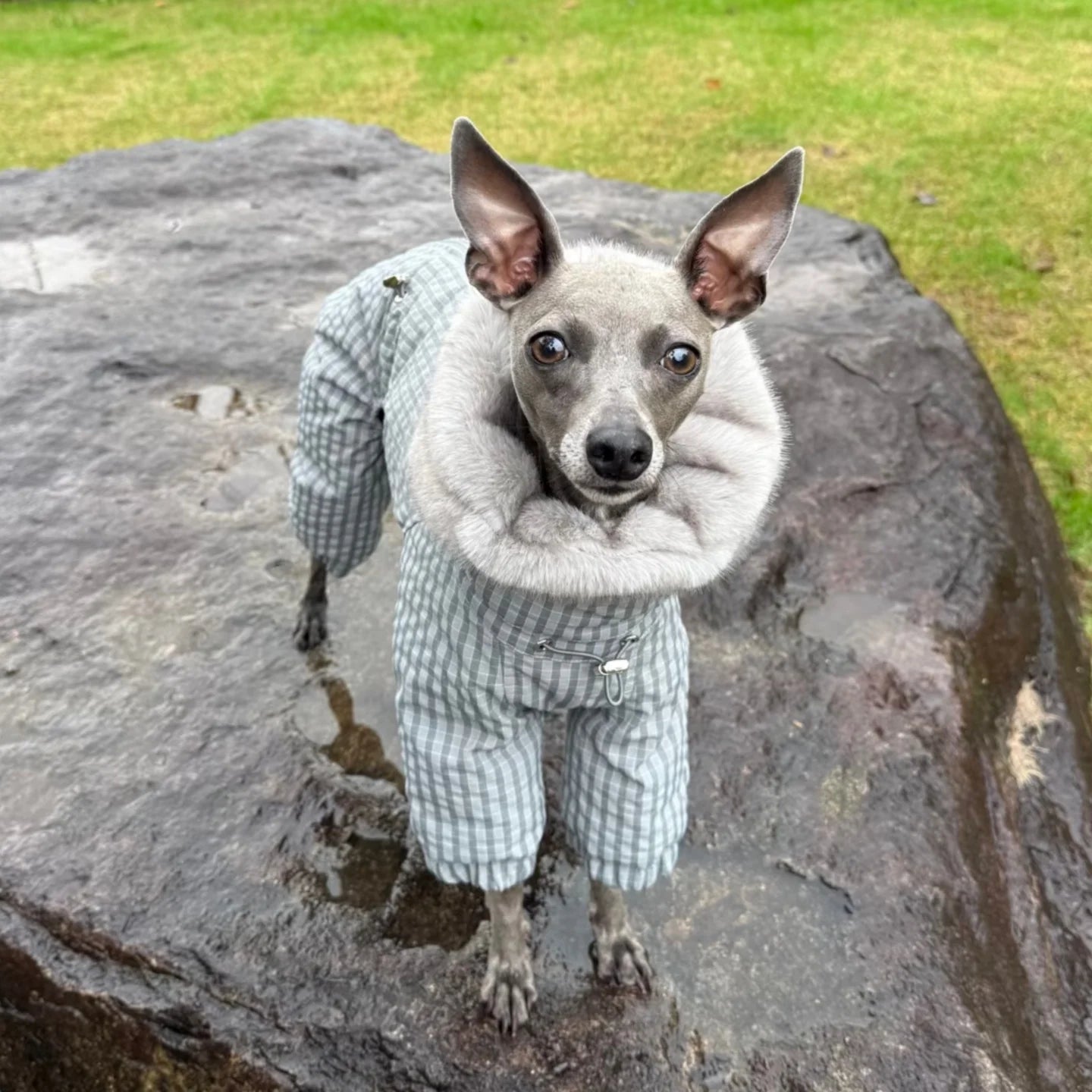 Thick Plaid Down Coat for Dogs in Winter Waterproof Windproof Grey Warm 4-leg Mink Fur Collar Puffer Jacket for Italy Greyhound