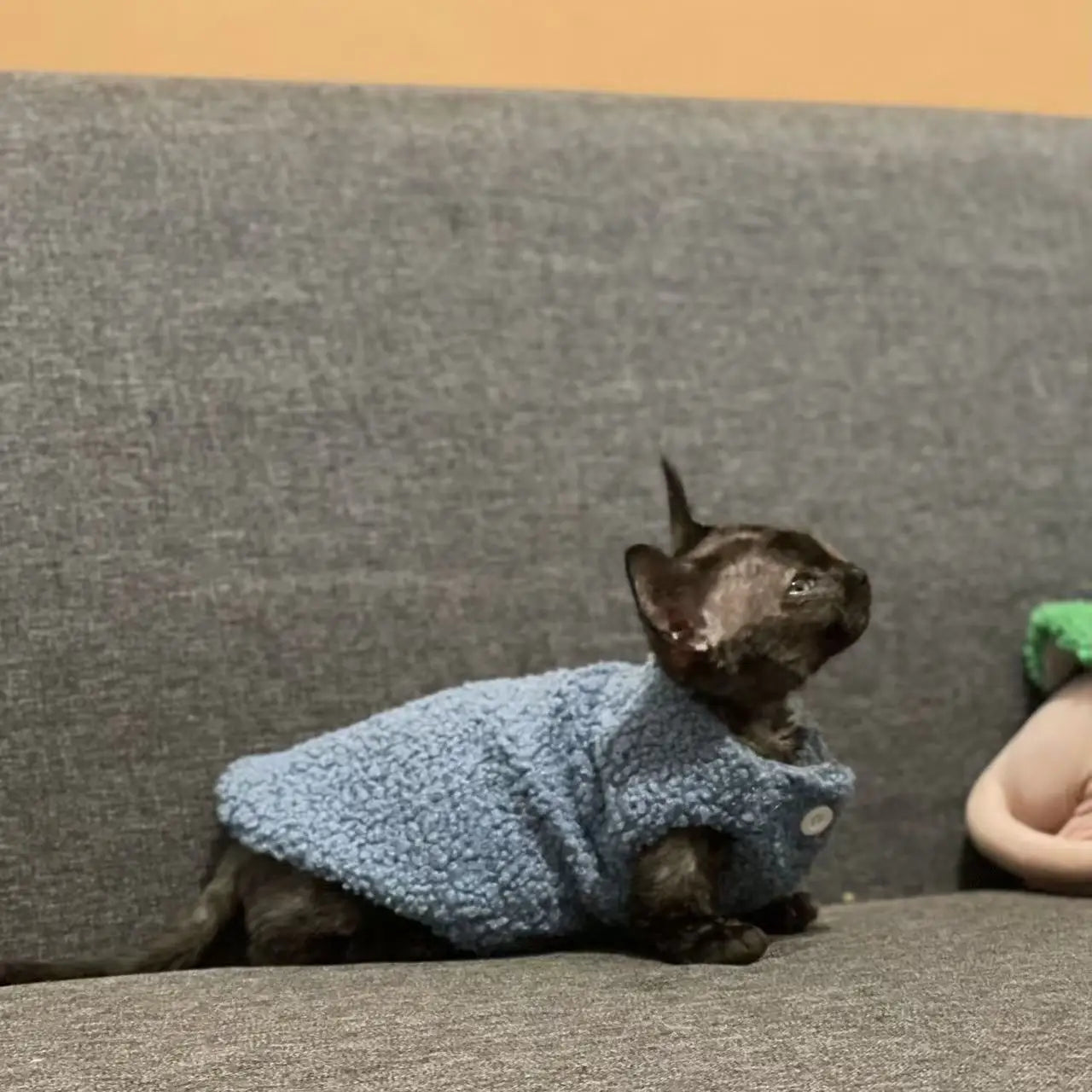 Cat clothes, warm lamb wool vest, autumn and winter Teddy Pomeranian pet winter clothes, cute clothes