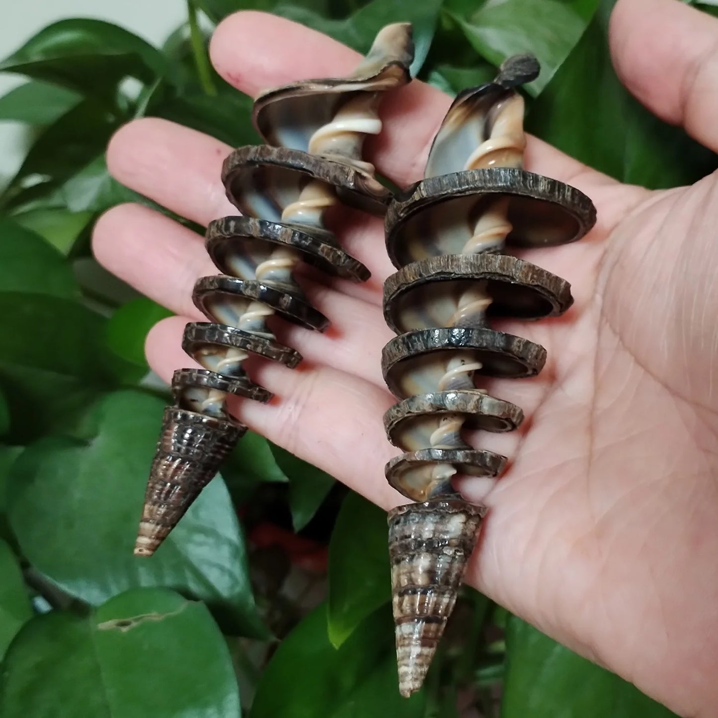 2 PCS Natural Spiral Shells Black Cone Seashell Wedding Table Decoration Specimen Collection Home Office Decor Fish Tank
