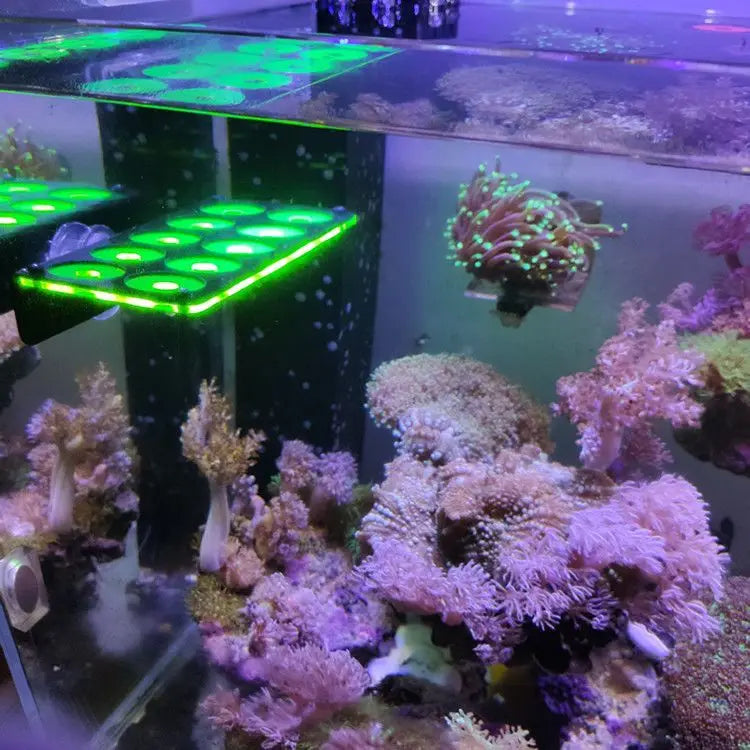 Fluorescent Coral Frag Plug Bracket Growing Holder Acrylic Rack Marine Reef Stand Aquarium Accessories Fish Tank Decoration