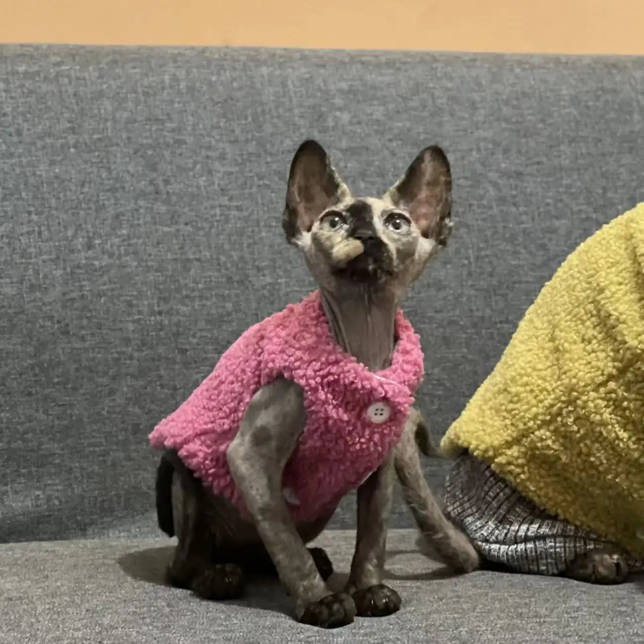 Cat clothes, warm lamb wool vest, autumn and winter Teddy Pomeranian pet winter clothes, cute clothes