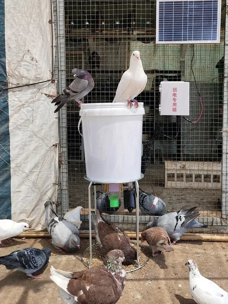 Automatic Chicken Feeder Pigeon Chicken Duck Carrier Pigeon Trough Intelligent Timing Automatic Chicken Feeder Pigeon Supplies