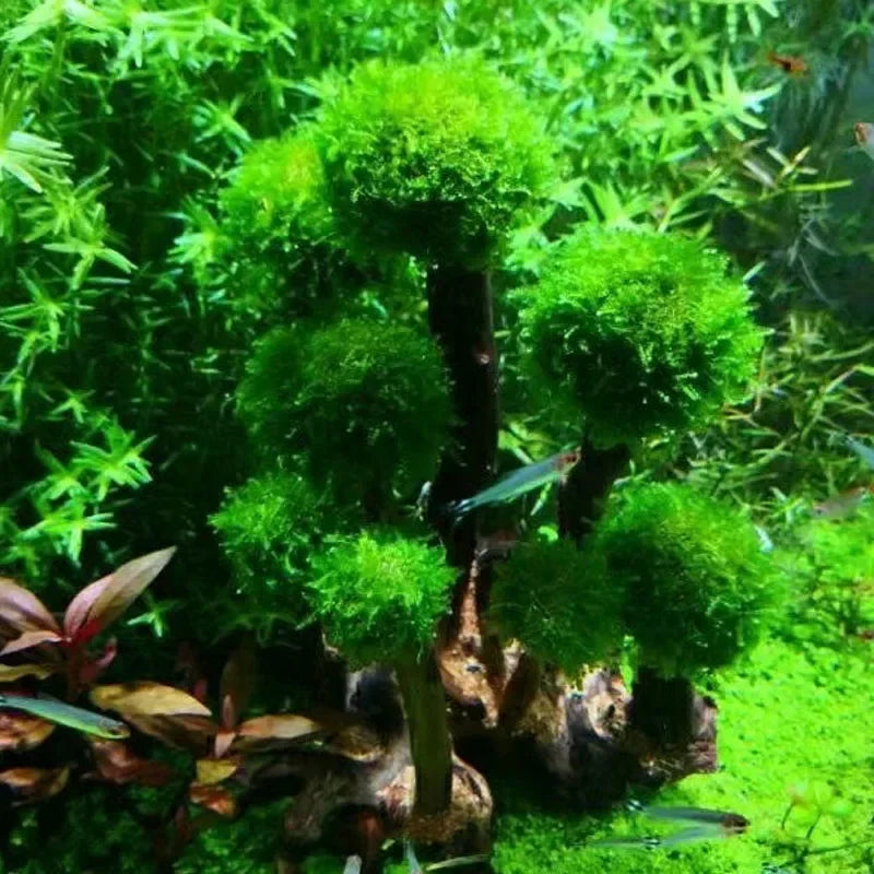 Fish Tank Plant Moss Tree Decoration Wood Plant Root Driftwood Aquatic Grass Aquarium Accessories without Moss
