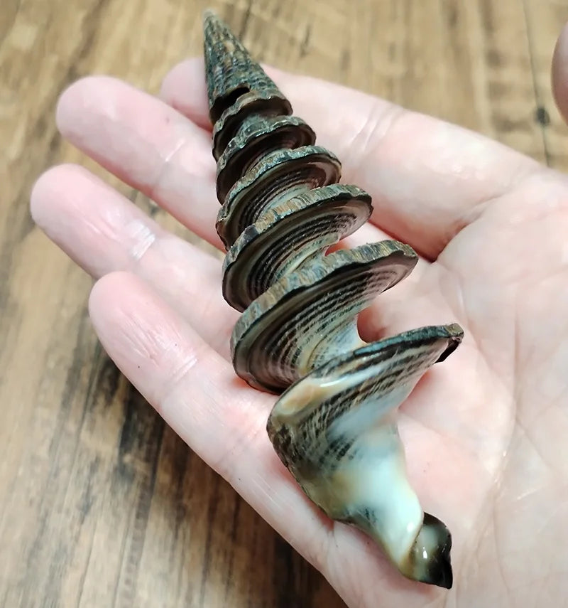 2 PCS Natural Spiral Shells Black Cone Seashell Wedding Table Decoration Specimen Collection Home Office Decor Fish Tank
