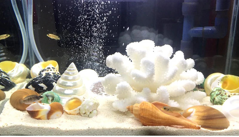 2 PCS Natural Spiral Shells Black Cone Seashell Wedding Table Decoration Specimen Collection Home Office Decor Fish Tank