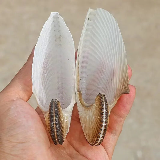 Natural Conch Shell Flat Boat Rare Specimen Fish Tank Landscaping Home Collection Ornaments Gifts High-quality No Dyeing