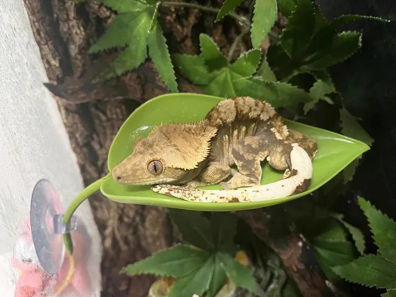 Climbing Pet Suspended Nest with Suction Cup, Simulating Plant Leaves To Avoid Climbing and Habitat, Creating Scenery
