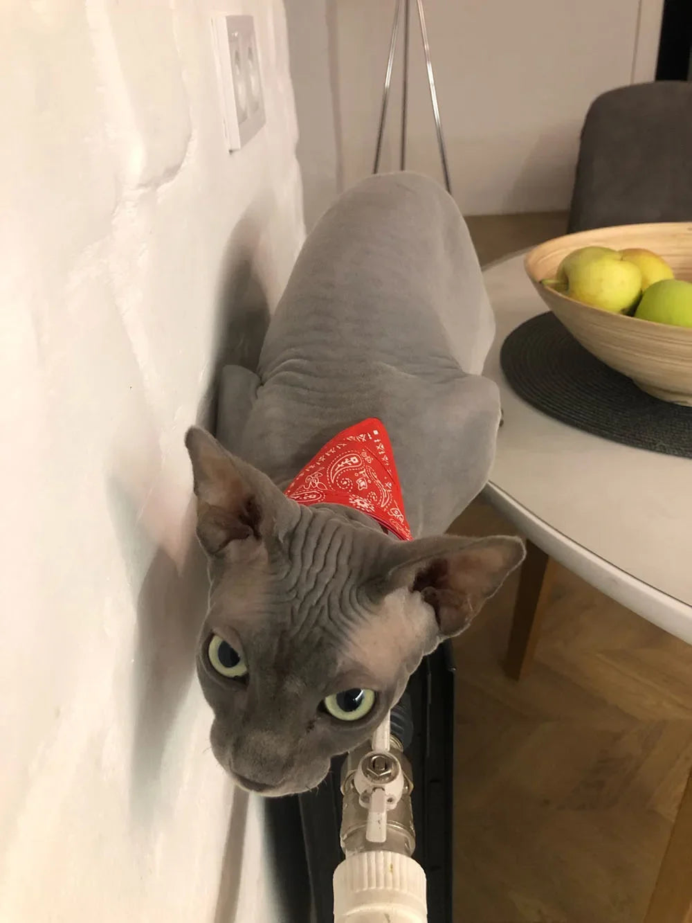 Cute Printed Bandana Cat Collar Puppy Dog Cat Scarf Collar Adjustable Triangular Pet Bandana Collar for Kittens Small Animals