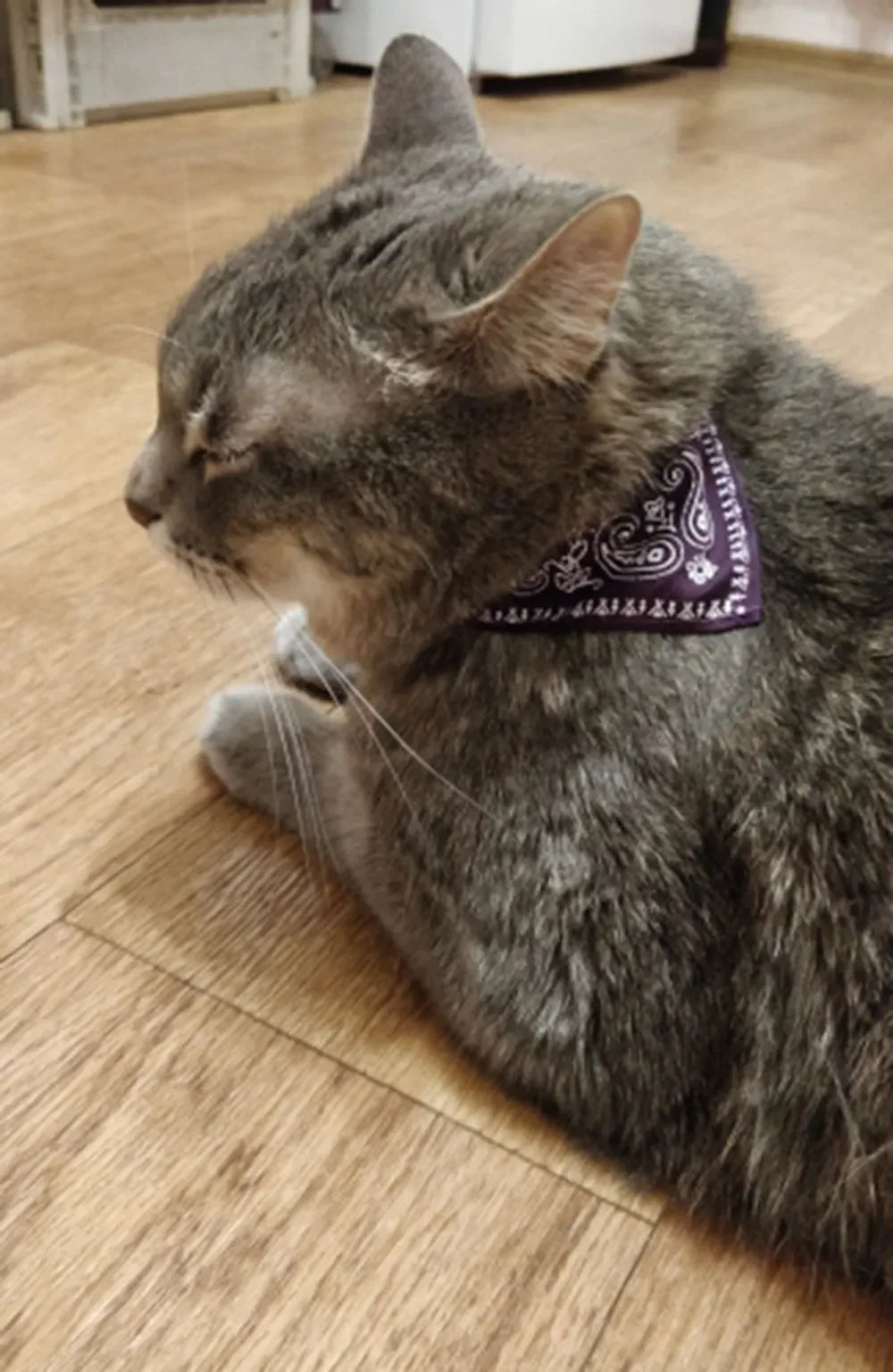 Cute Printed Bandana Cat Collar Puppy Dog Cat Scarf Collar Adjustable Triangular Pet Bandana Collar for Kittens Small Animals