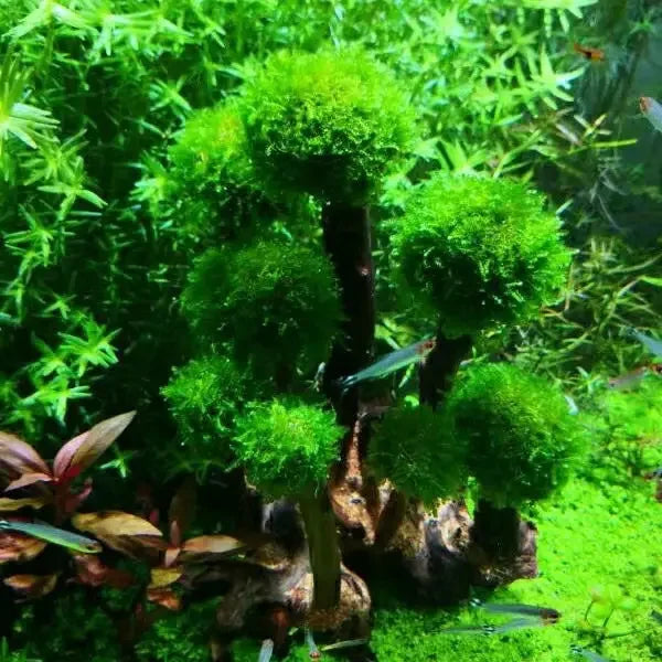 Fish Tank Plant Moss Tree Landscaping Decoration Wood Plant Root Driftwood Aquatic Plants Grass Aquarium Accessories (No Moss)