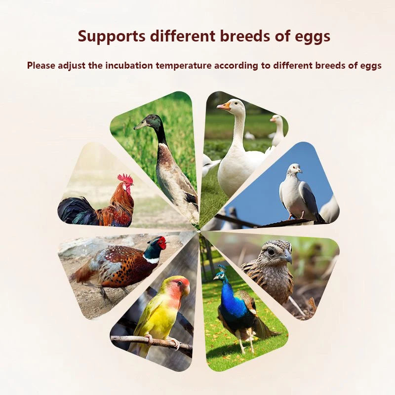 10 egg USB Egg Incubator with Thermostatic Incubator Manual Turnover Poultry Incubator Bionic Waterbed and Incubator