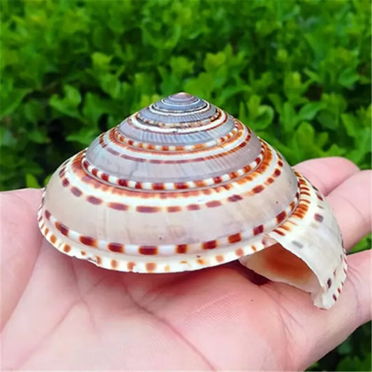 Natural Conch Shell Straw Hat Snail Wheel Snail Fish Tank Aquarium Landscaping Platform Wall Sticker Handmade