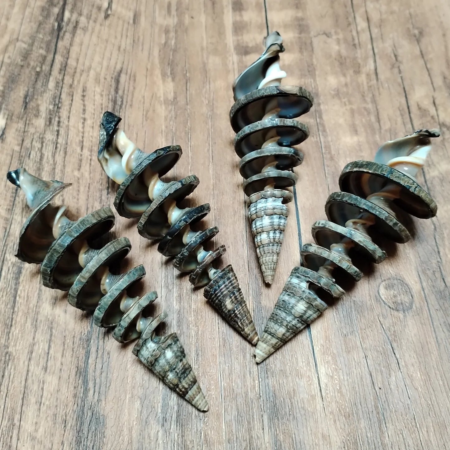 2 PCS Natural Spiral Shells Black Cone Seashell Wedding Table Decoration Specimen Collection Home Office Decor Fish Tank