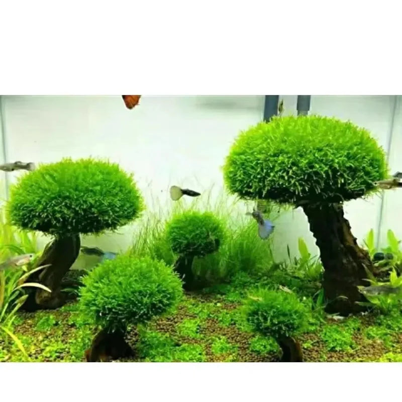Fish Tank Plant Moss Tree Decoration Wood Plant Root Driftwood Aquatic Grass Aquarium Accessories without Moss