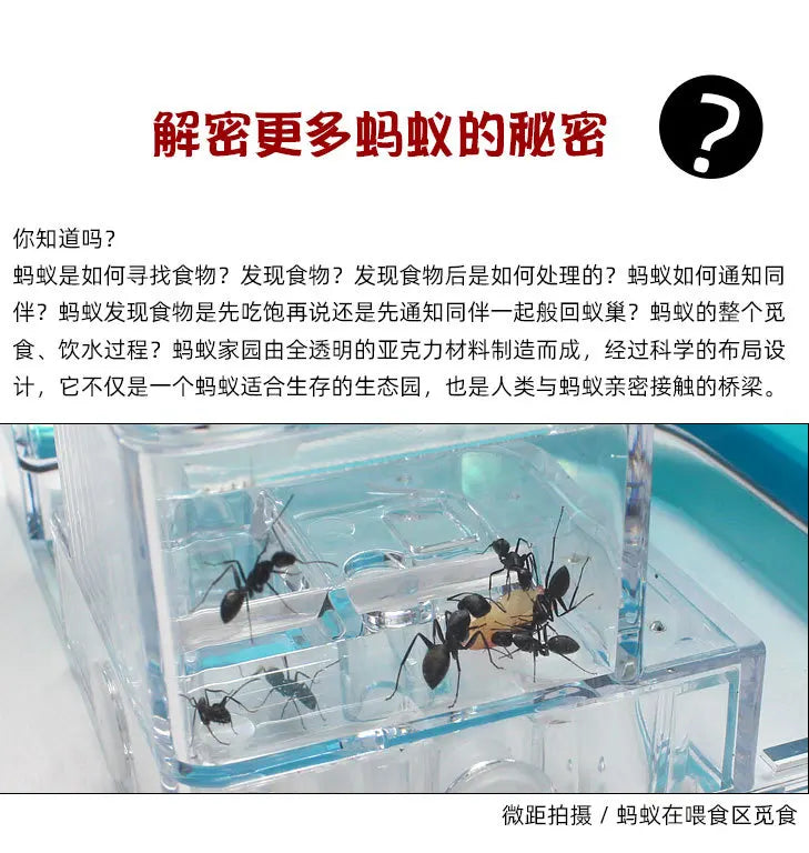 1PCS 3D Insect Acrylic For Ant Farm Observed Expansion Maze House Educational Decor Accessories Look into World Bug Box