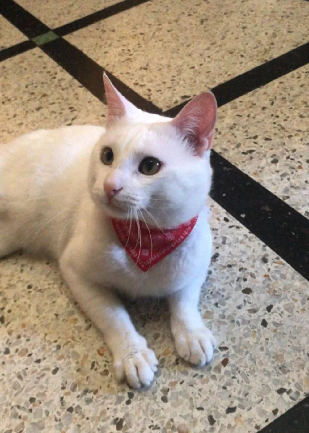 Cute Printed Bandana Cat Collar Puppy Dog Cat Scarf Collar Adjustable Triangular Pet Bandana Collar for Kittens Small Animals