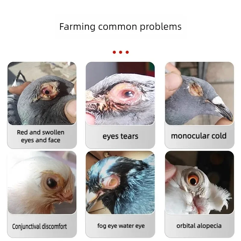 Pigeons use feed additives to improve bird Chlamydia, eyes water, breathing, sound, open breathing