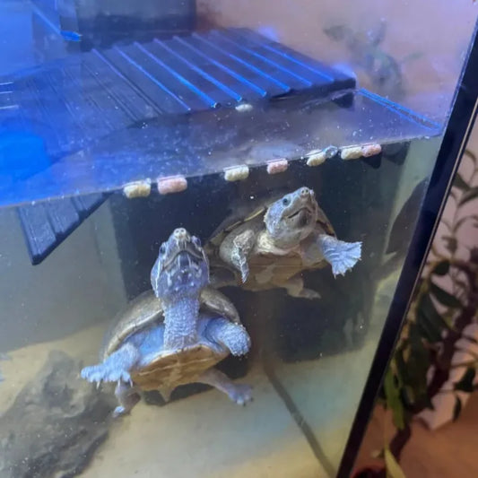 Floating Turtle Dock Ramp, Turtle Sunbathing Platform, Turtle Tank Accessories, Crawler Habitat Ramp, Easy Climbing Turtle Dock