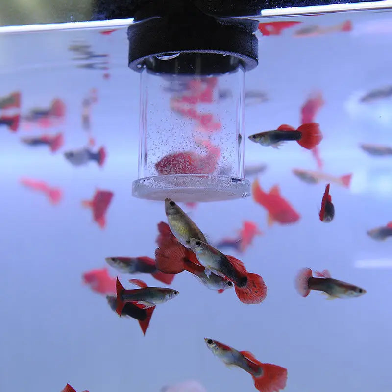 Clear Acrylic Aquarium Fish Feeder Anti-drift Shrimp Egg Fish Food Feeding Ring Betta Fish Tank Feeding Cup Aquarium Accessories