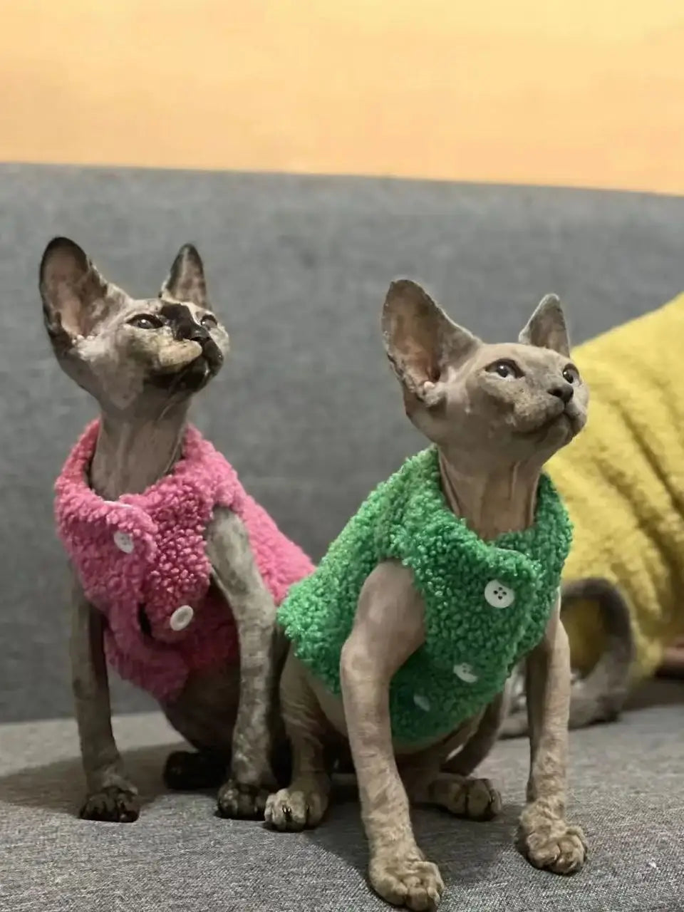 Cat clothes, warm lamb wool vest, autumn and winter Teddy Pomeranian pet winter clothes, cute clothes