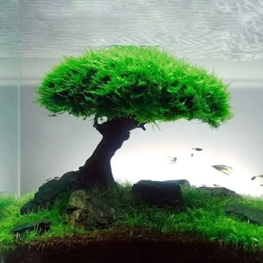 Fish Tank Plant Moss Tree Decoration Wood Plant Root Driftwood Aquatic Grass Aquarium Accessories without Moss