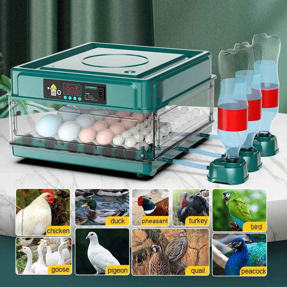6-12 Eggs Incubator for Chicken Goose Bird Quail Automatic Incubation Equipment Hatchery Incubation Tool US Plug Dual Electric design