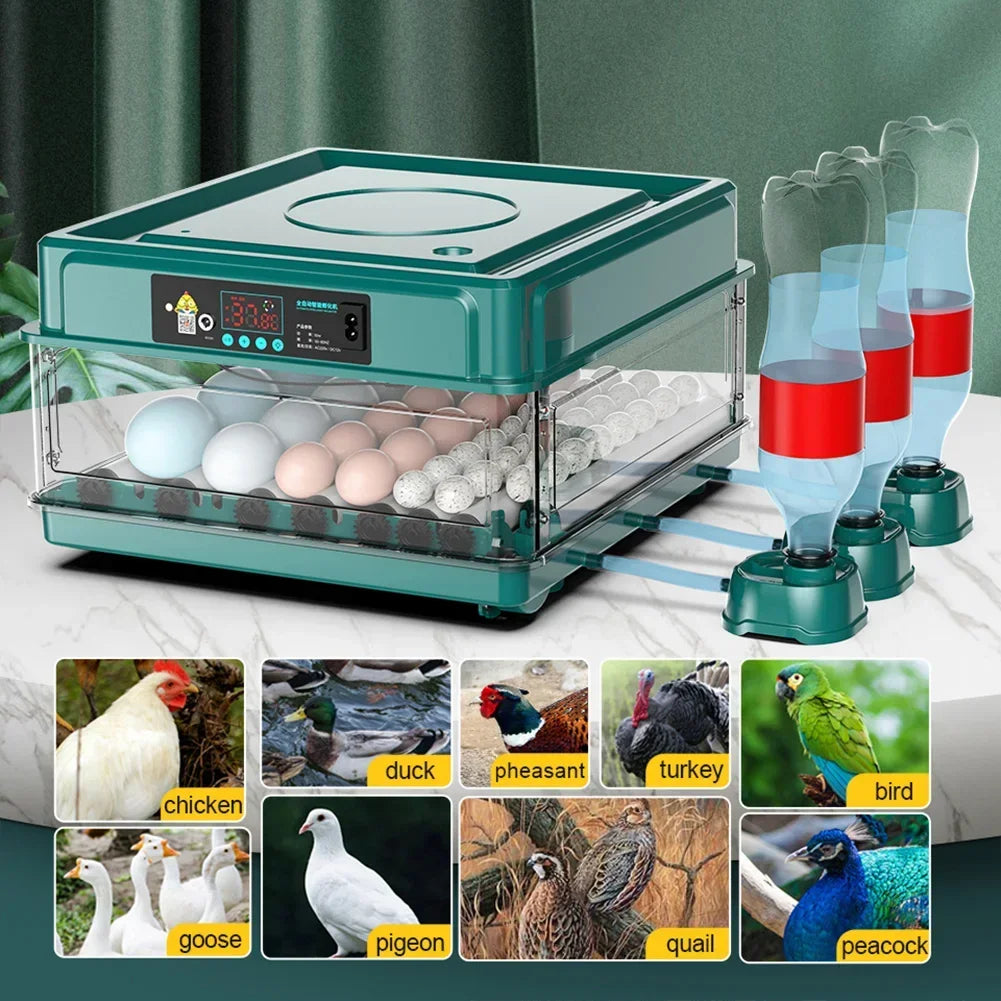 6-12 Eggs Incubator for Chicken Goose Bird Quail Automatic Incubation Equipment Hatchery Incubation Tool US Plug Dual Electric design