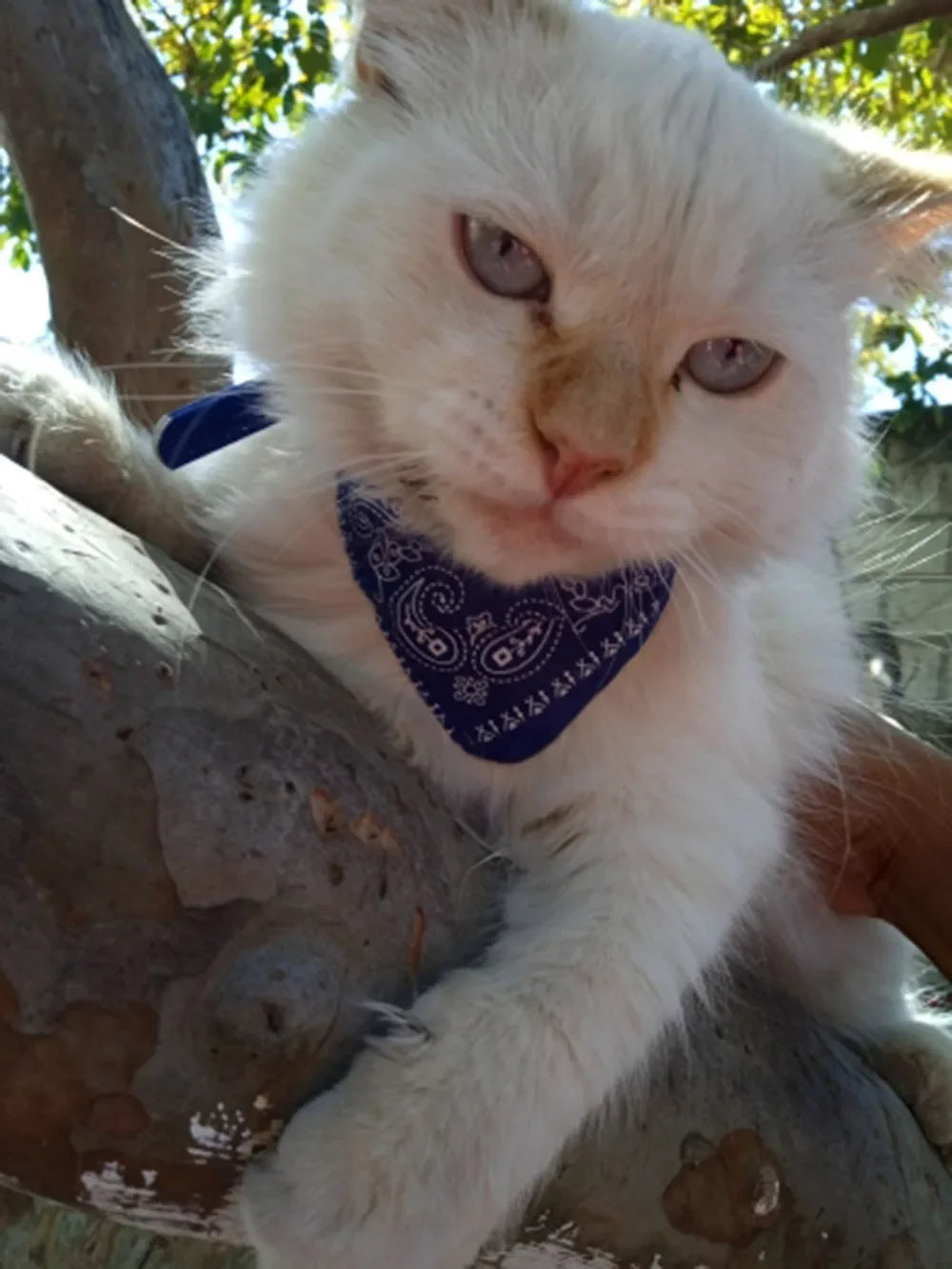Cute Printed Bandana Cat Collar Puppy Dog Cat Scarf Collar Adjustable Triangular Pet Bandana Collar for Kittens Small Animals