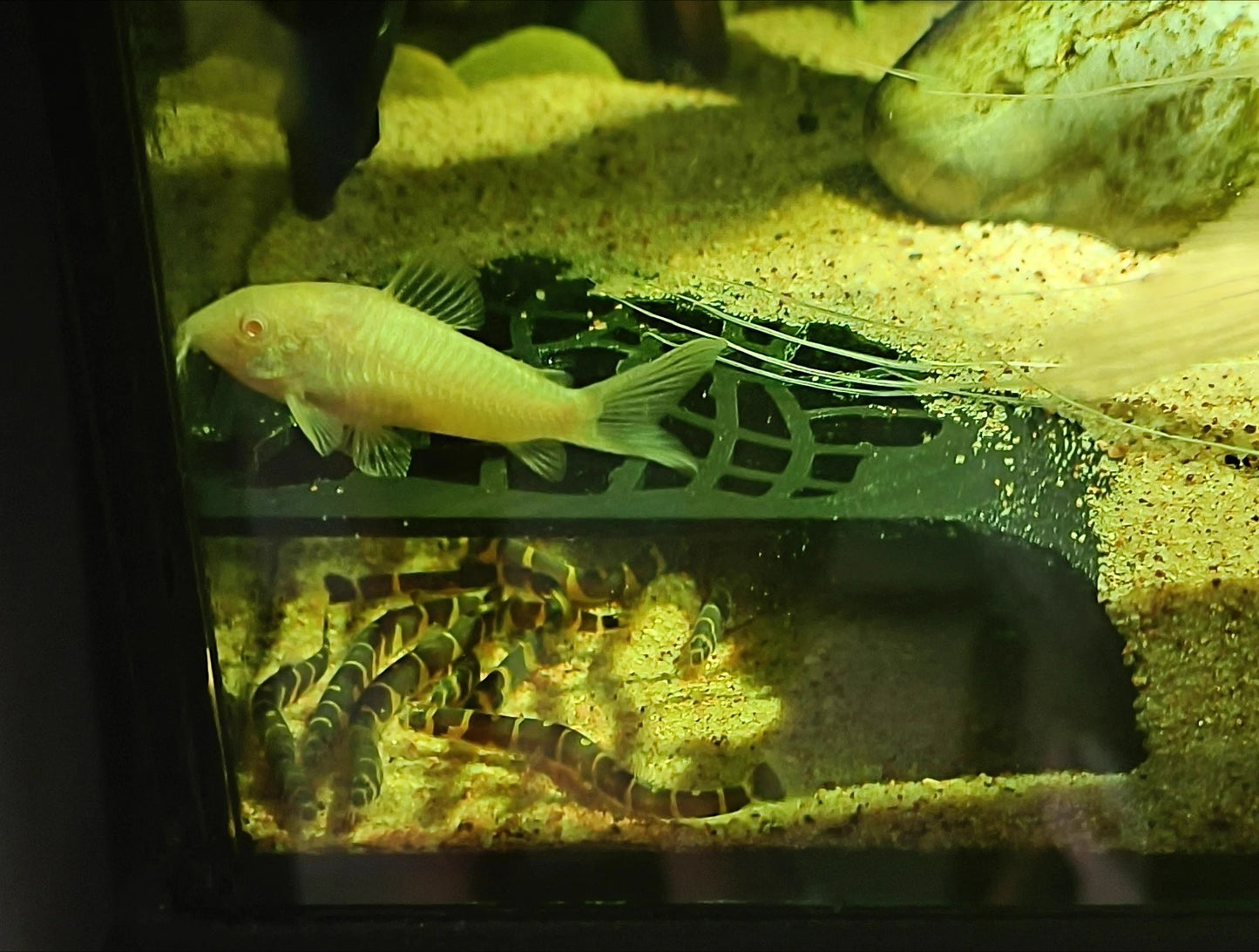 Fish Tank Hiding Cave for Small Fish and Shrimp Reptile Breeding Rest Play, Underground Cave, Aquarium Landscape Decoration