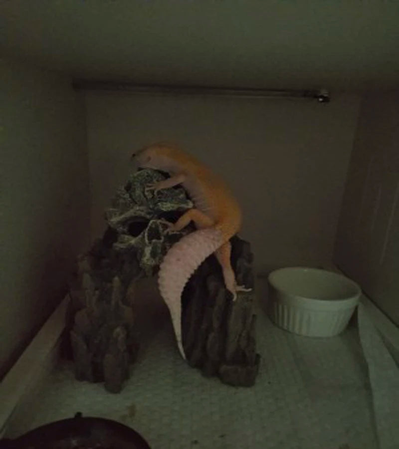 Aquarium Simulation Skull Cave, Landscape Decoration, Fish Tank, Reptile Rockery, Fish and Shrimp, Escape House, Culture Hole Deco