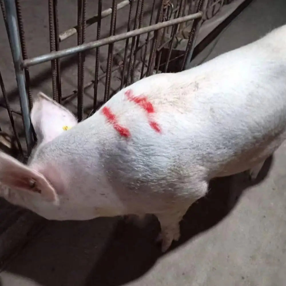 Pig Marking Crayons Farm Pig Labelling Marking Livestock Crayons Livestock Breeding Crayon Animal Husbandry Markers For Horses