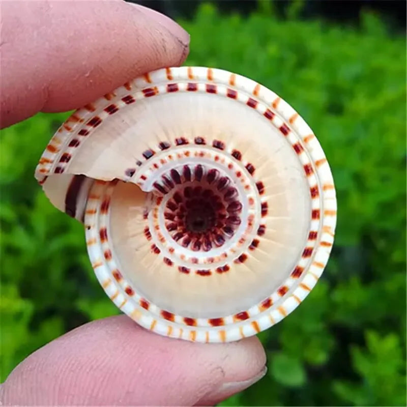 Natural Conch Shell Straw Hat Snail Wheel Snail Fish Tank Aquarium Landscaping Platform Wall Sticker Handmade