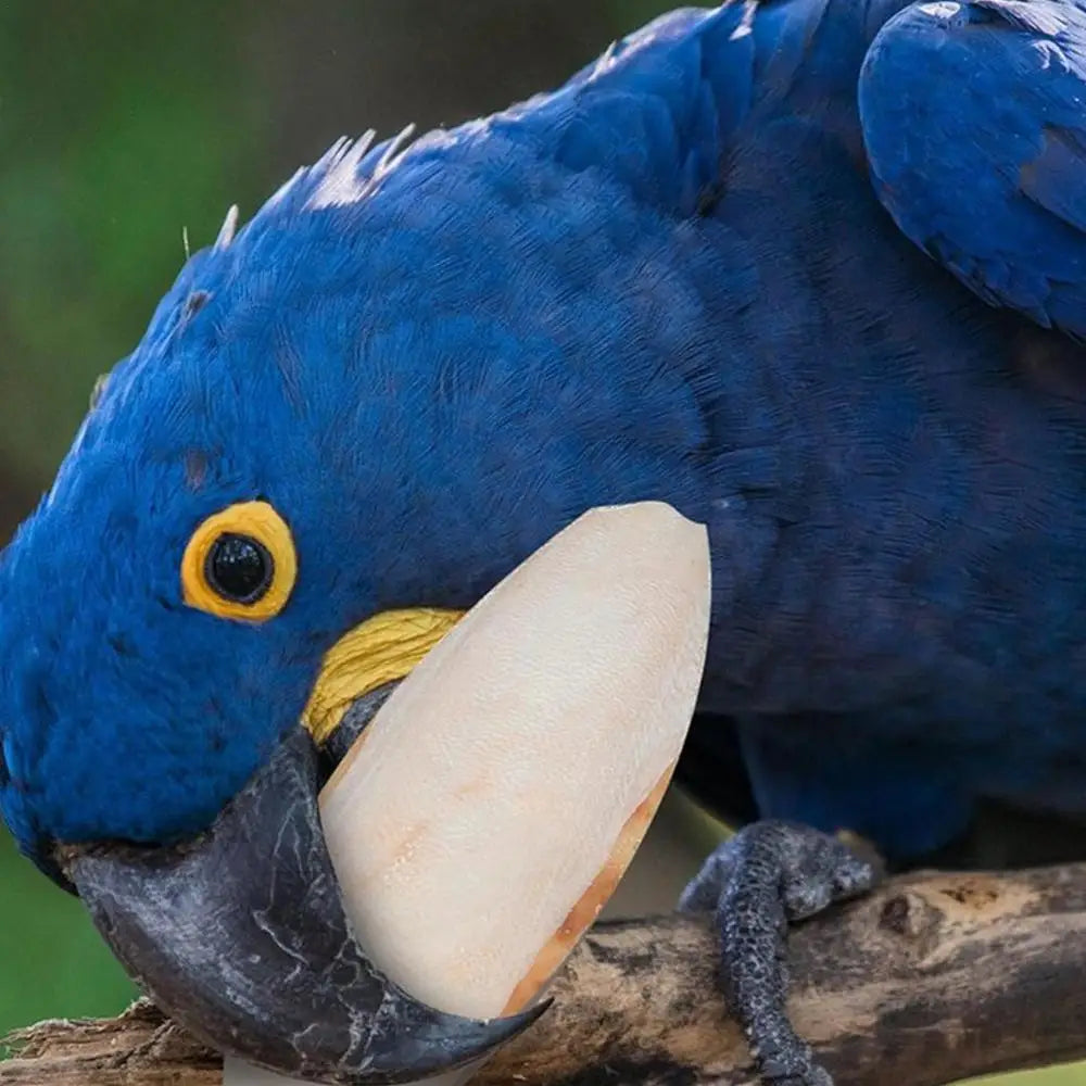 10pcs Cuttlefish Sepia Bone Parrot Chewing Cuttle Bone Bird Food Calcium Pickstone Parakeets Budgies Cockatiels Cuttlebone Toy