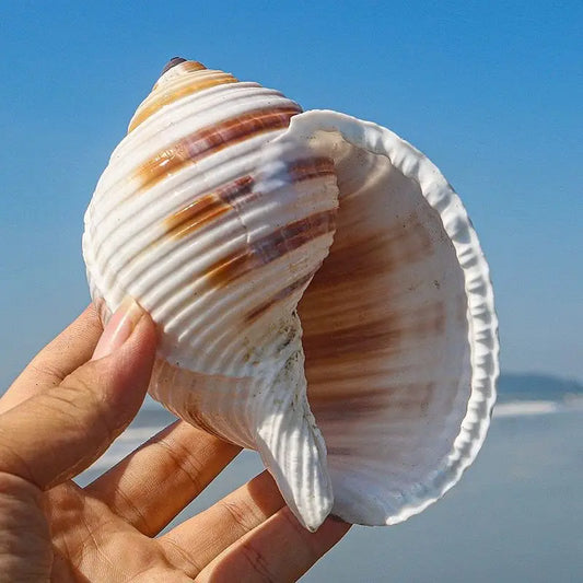 Flower Point Piano Snail Big Conch Shell Natural Shell Fish Tank Rolled Shell Fish Breeding Succulent Home Decorations