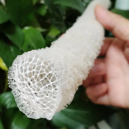 1 PC Sea Porifera Sponge, Euplectella Shell Ocean Creatures Venus Flower Basket Conch Collection Aquarium Decoration Landscaping