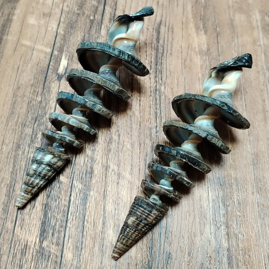 2 PCS Natural Spiral Shells Black Cone Seashell Wedding Table Decoration Specimen Collection Home Office Decor Fish Tank