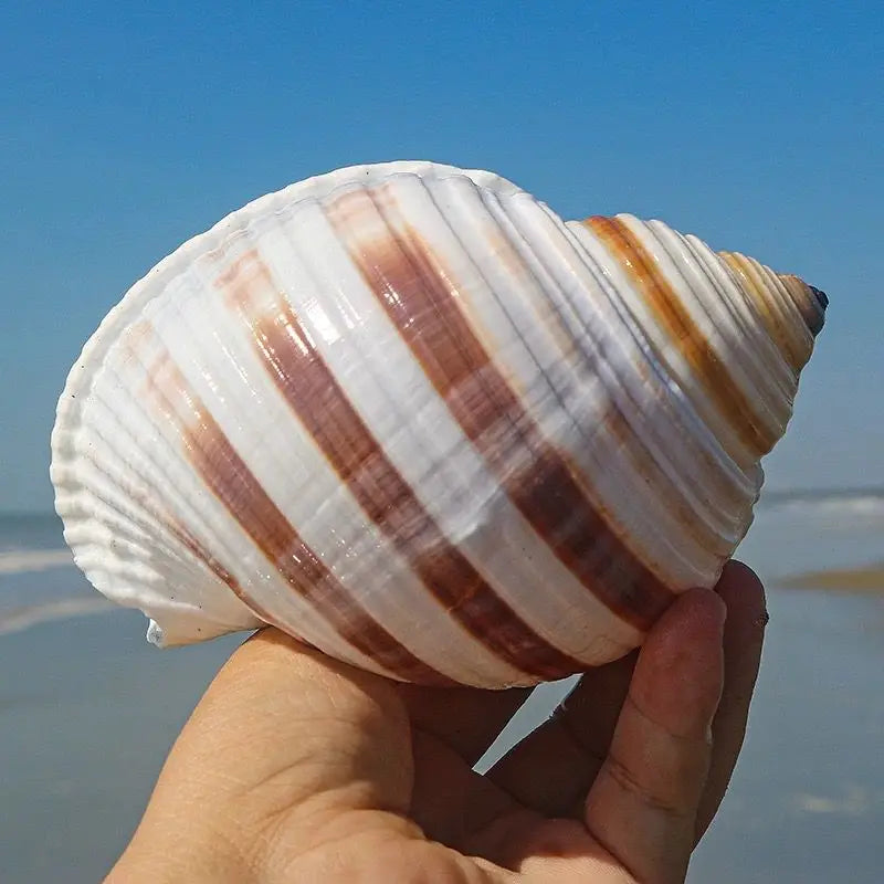 Flower Point Piano Snail Big Conch Shell Natural Shell Fish Tank Rolled Shell Fish Breeding Succulent Home Decorations
