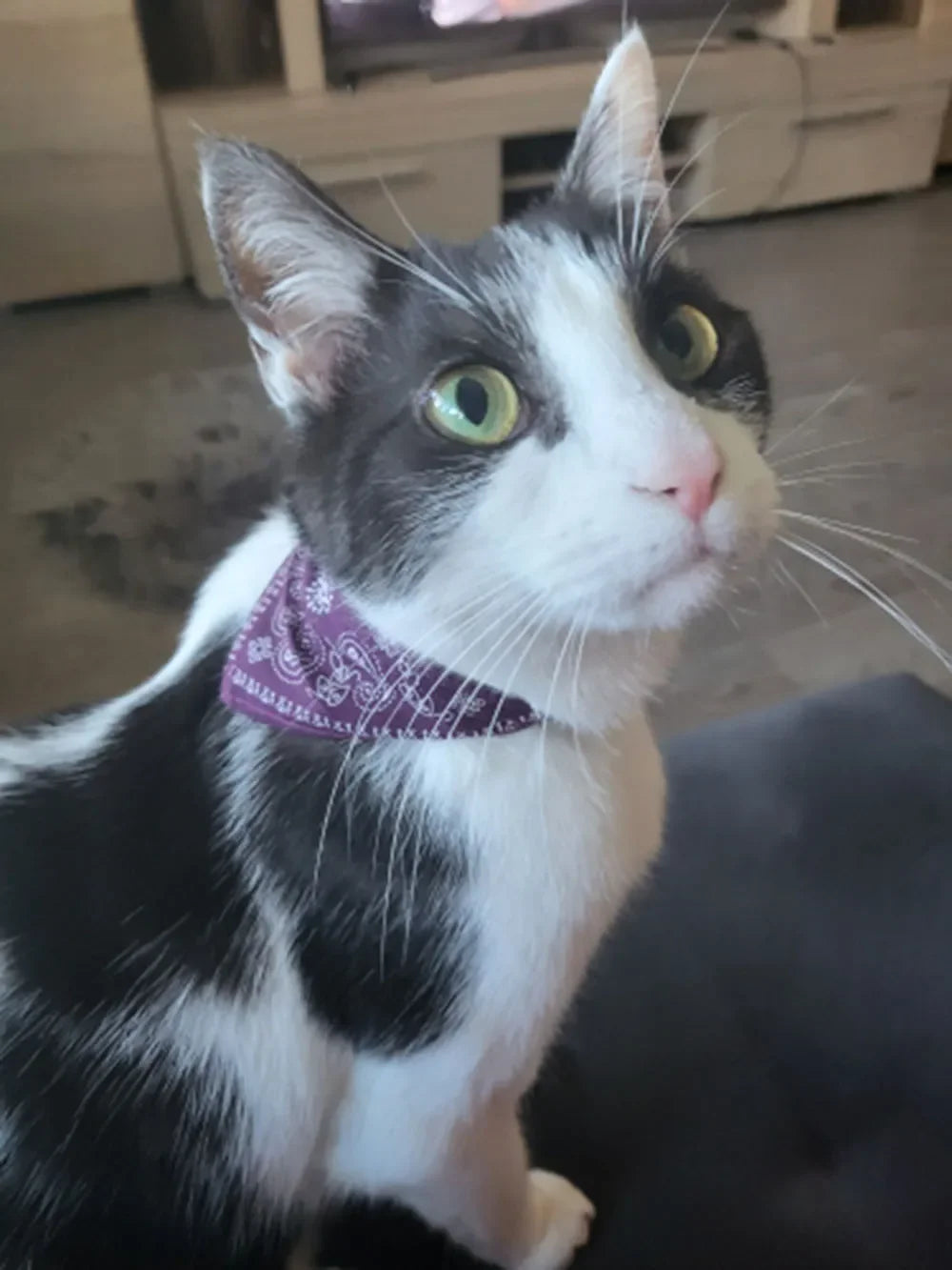 Cute Printed Bandana Cat Collar Puppy Dog Cat Scarf Collar Adjustable Triangular Pet Bandana Collar for Kittens Small Animals