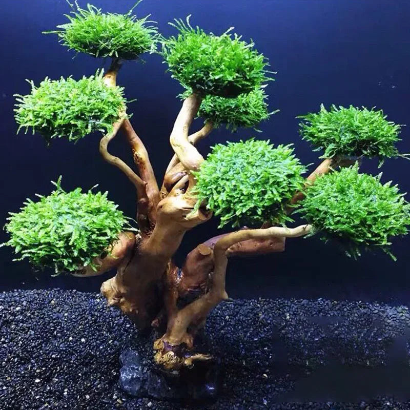 Fish Tank Plant Moss Tree Decoration Wood Plant Root Driftwood Aquatic Grass Aquarium Accessories without Moss