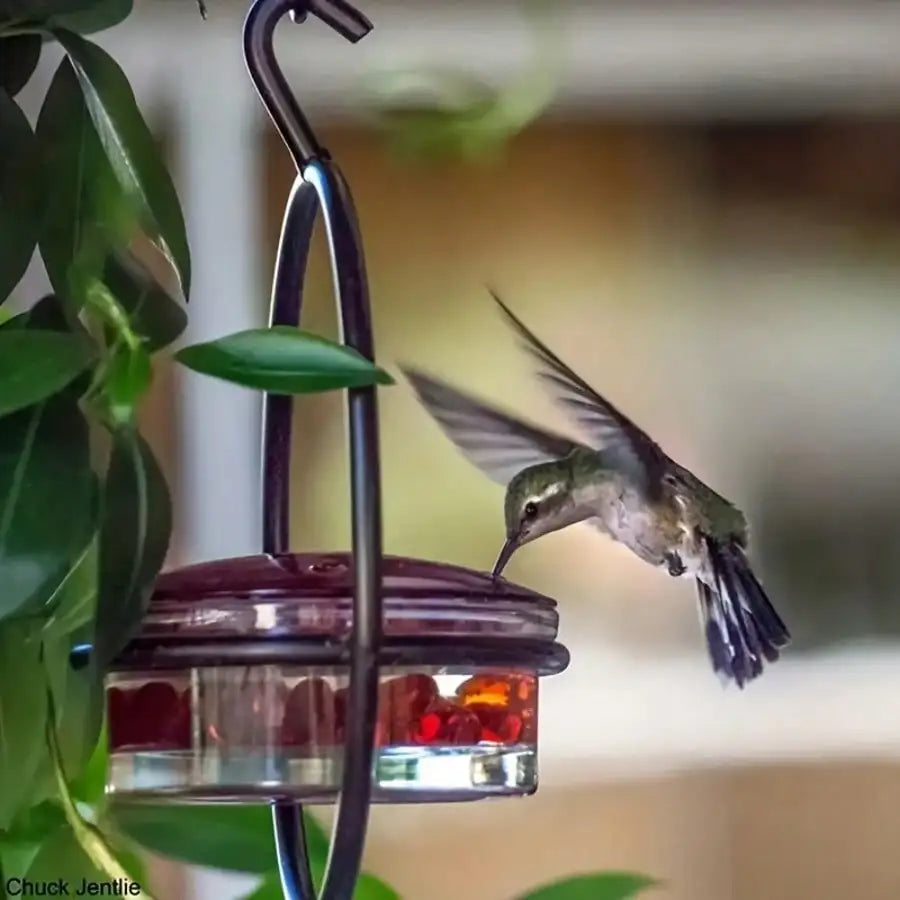 3pcs Metal Hanging Hummingbird Feeder With Red Glass Bottles, Transparent Design & Perches - No Electricity/Battery Needed