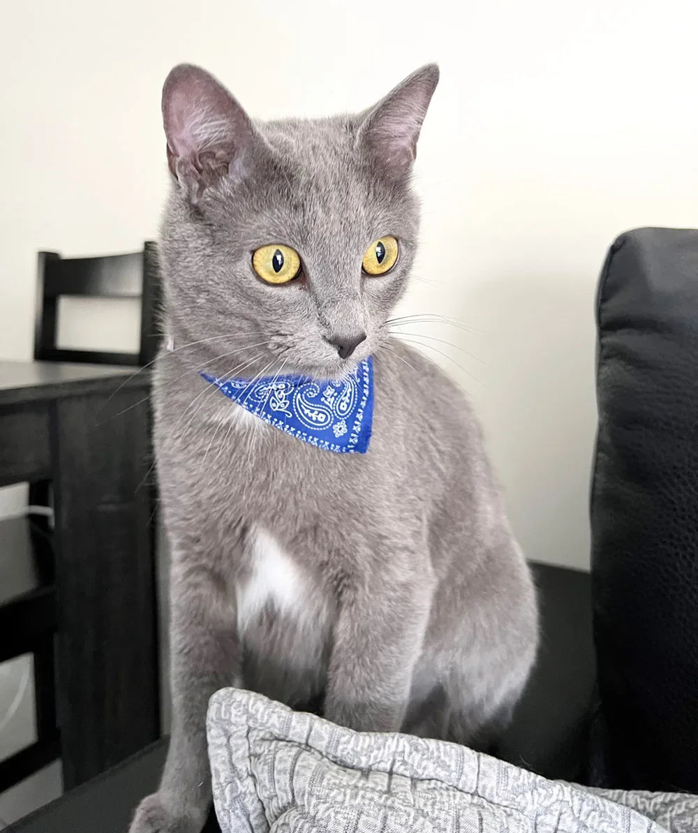Cute Printed Bandana Cat Collar Puppy Dog Cat Scarf Collar Adjustable Triangular Pet Bandana Collar for Kittens Small Animals