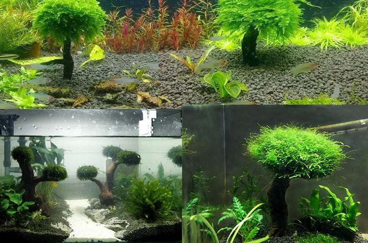 Fish tank greening wood frame planting decoration accessories Moss tree frame (no Moss) Aquarium planting driftwood decoration