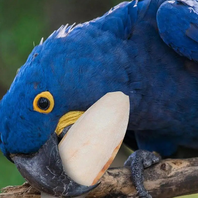 10pcs Cuttlefish Sepia Bone Parrot Chewing Cuttle Bone Bird Food Calcium Pickstone Parakeets Budgies Cockatiels Cuttlebone Toy