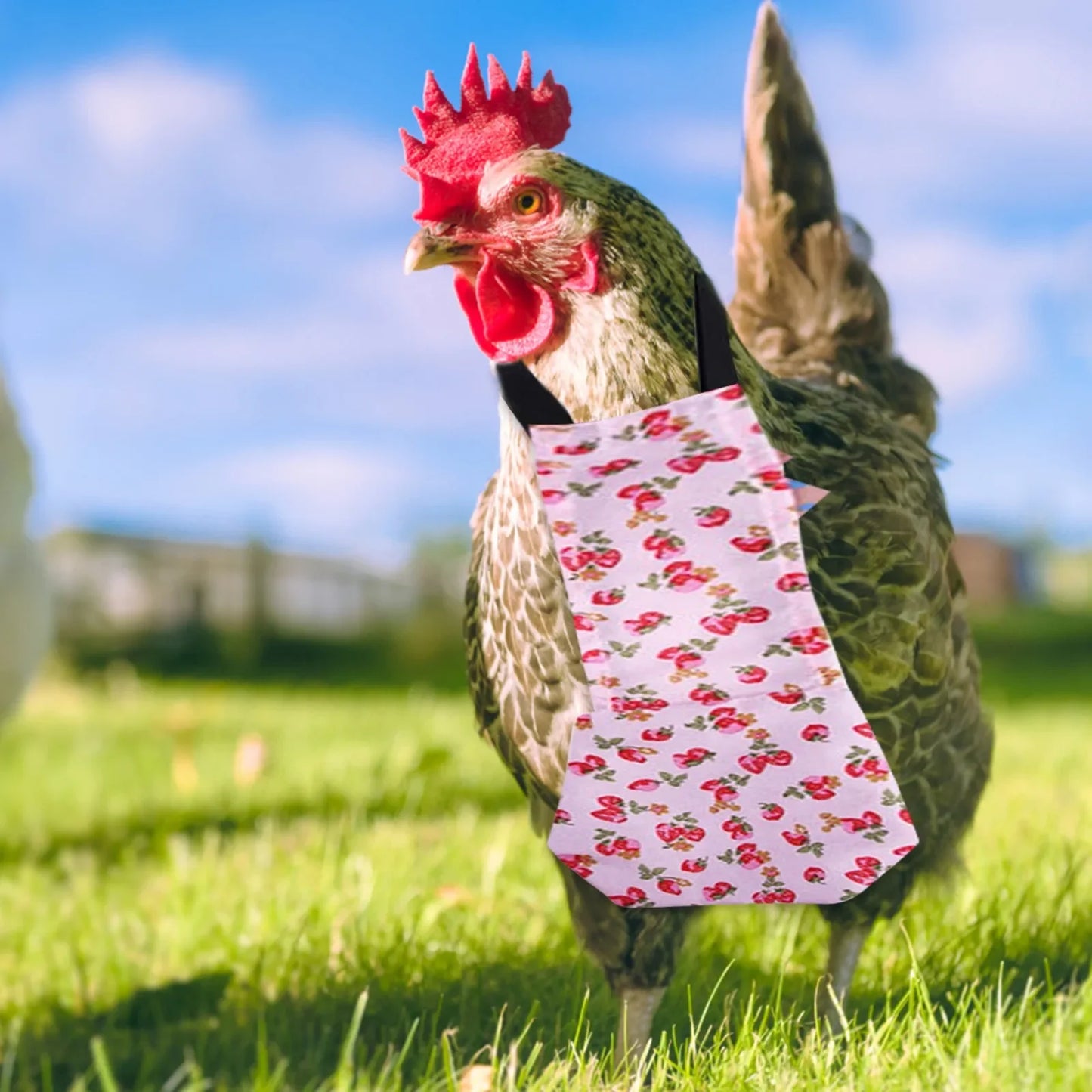 Pet Diapers Chicken Print Pattern Bow Clothes Pet Supplies Diapers Pet Accessories Bedding & Litter Accessories  Mascots